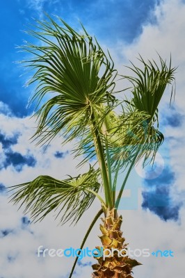 Top Of A Palm Tree Stock Photo