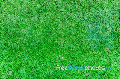 Top View Background By Green Leaves And Grass Texture Stock Photo