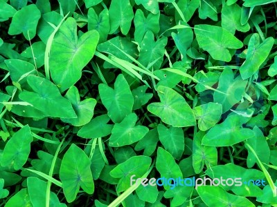 Top View Background By Green Leaves And Grass Texture Stock Photo