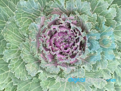 Top View Cauliflower  Abstract Background Stock Photo