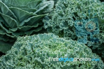 Top View Lettuce Beautiful Dew Winter Weather Green Background, Lactuca Sativa Stock Photo