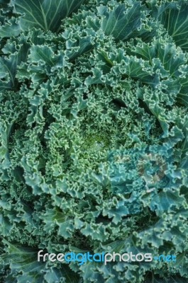 Top View Lettuce Beautiful Dew Winter Weather Green Background, Lactuca Sativa Stock Photo