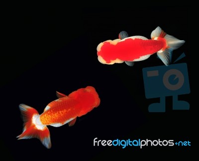 Top View Lion Head Goldfish Stock Photo