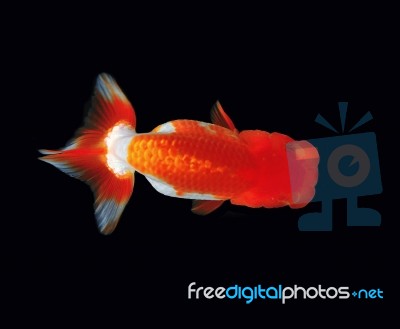 Top View Lionhead Goldfish  Stock Photo