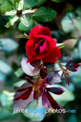 Top View Of A Small Red Rose Stock Photo