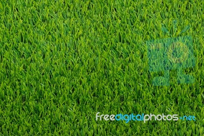 Top View Of Artificial Green Grass Texture For Golf Course Backg… Stock Photo