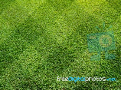 Top View Of Beautifully Mown Lawn Stock Photo