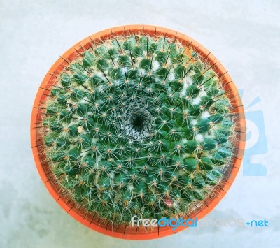 Top View Of Cactus Head And Needdle In Clay Pot Stock Photo