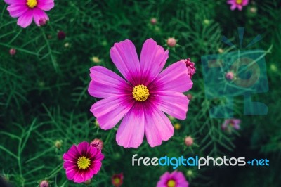 Top View Of Cosmos Flower And Pink Starship Flower On The  Wayside Stock Photo