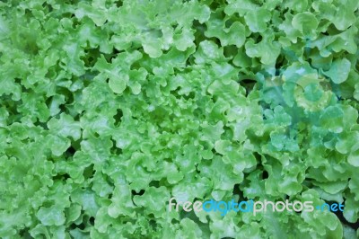 Top View Of Fresh Green Lettuce Stock Photo