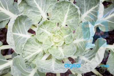 Top View Of Fresh Green Vegetable Stock Photo