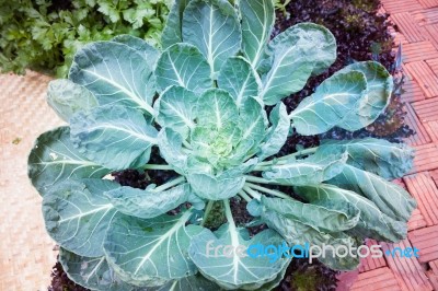 Top View Of Fresh Green Vegetable Stock Photo