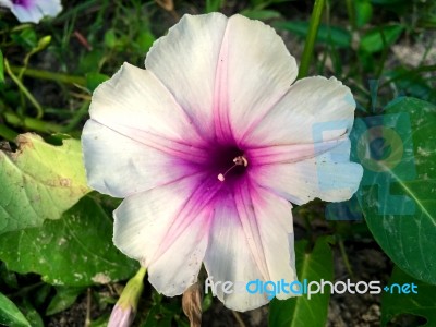 Top View Of Grass Flower And White Flower In The Garden Stock Photo