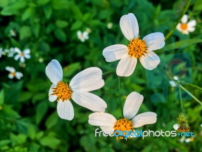 Top View Of Grass Flower And White Flower In The Garden Stock Photo