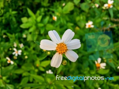 Top View Of Grass Flower And White Flower In The Garden Stock Photo