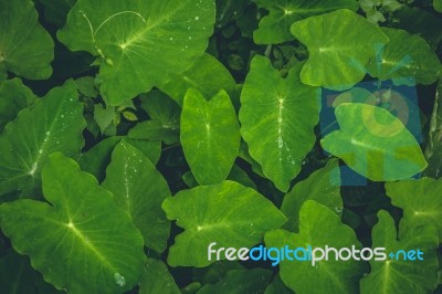 Top View Of Green Forest Plants Stock Photo