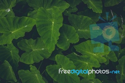 Top View Of Green Plants Stock Photo