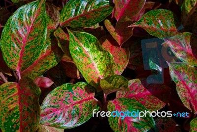 Top View Of Multicolored And Colorful Leaves Plant Flower Stock Photo