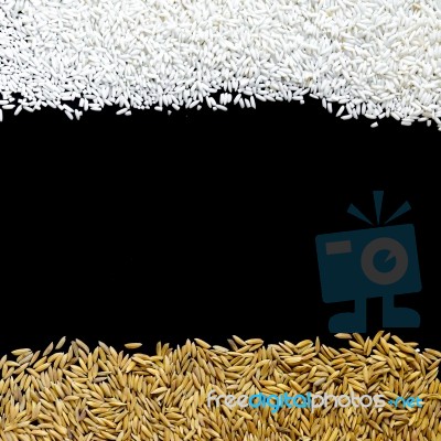 Top View Of Paddy Rice And Rice Seed On The Black Background For Isolated Stock Photo