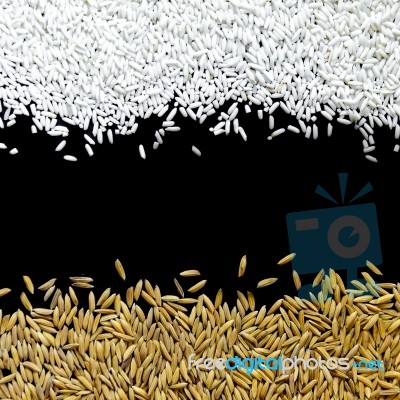 Top View Of Paddy Rice And Rice Seed On The Black Background For Isolated Stock Photo