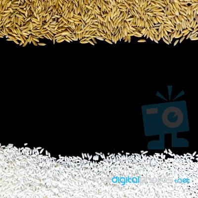 Top View Of Paddy Rice And Rice Seed On The Black Background For Isolated Stock Photo