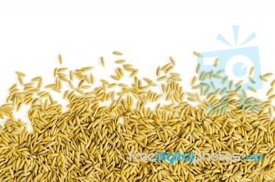 Top View Of Paddy Rice And Rice Seed On The White Background For Isolated Stock Photo