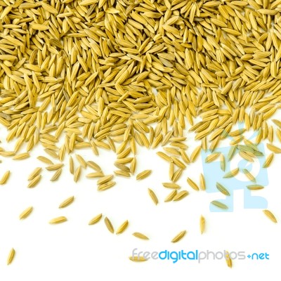 Top View Of Paddy Rice And Rice Seed On The White Background For Isolated Stock Photo