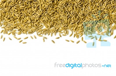 Top View Of Paddy Rice And Rice Seed On The White Background For Isolated Stock Photo