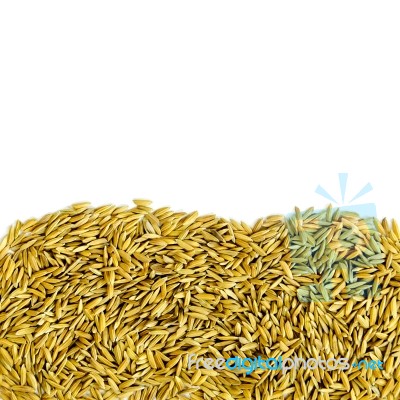 Top View Of Paddy Rice And Rice Seed On The White Background For Isolated Stock Photo