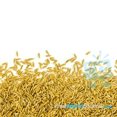 Top View Of Paddy Rice And Rice Seed On The White Background For Isolated Stock Photo