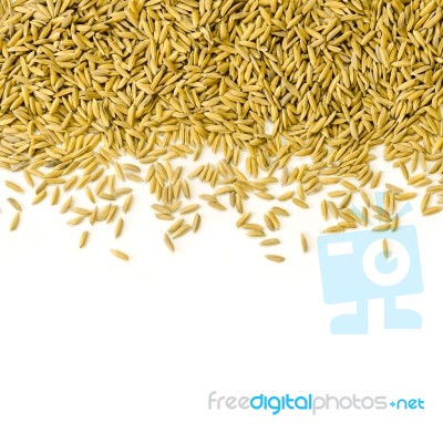 Top View Of Paddy Rice And Rice Seed On The White Background For Isolated Stock Photo