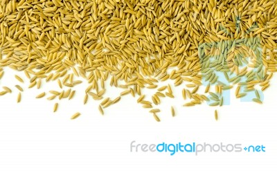 Top View Of Paddy Rice And Rice Seed On The White Background For Isolated Stock Photo