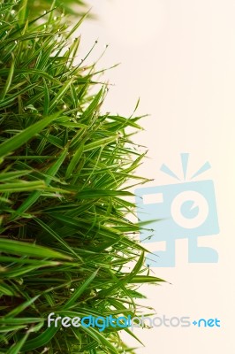 Top View Of Small Bamboo Bush Stock Photo