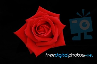 Top View Of The Red Rose Flower Isolated On Black Screen Stock Photo