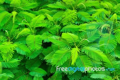 Top View Of Tropical Forest Stock Photo