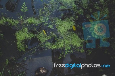 Top View Of Water Plants Stock Photo