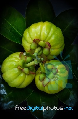 Top View With Fresh Garcinia Cambogia On Leaves Background Stock Photo