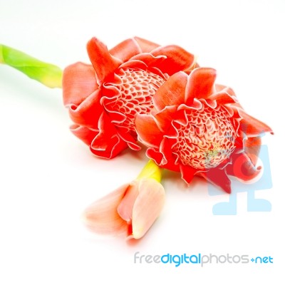 Torch Ginger Stock Photo