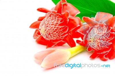 Torch Ginger Stock Photo