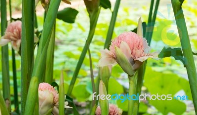 Torch Ginger Stock Photo