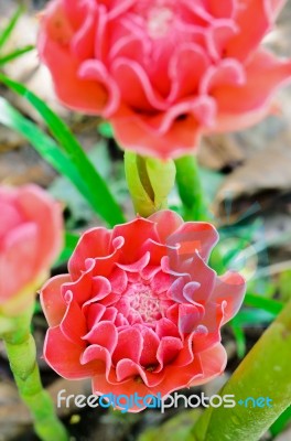 Torch Ginger ( Etlingera Elatior ) Stock Photo