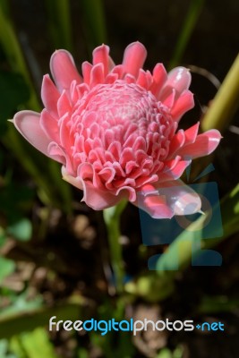 Torch Ginger ( Etlingera Elatior ) Stock Photo