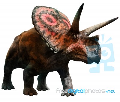 Torosaurus Stock Image