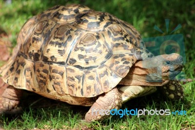 Tortoise Stock Photo