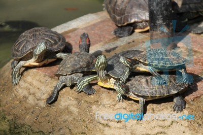 Tortoise Stock Photo