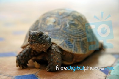 Tortoise Stock Photo