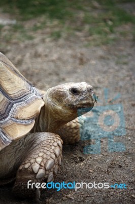 Tortoise Turtle Stock Photo