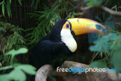 Toucan Stock Photo