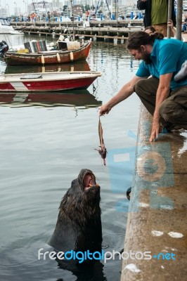 Tourist Feeding Fur Seal Fisheries Waste Stock Photo