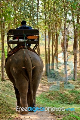 Tourists An Elephant Riding Stock Photo